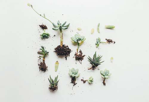 succulent flat lay photo of succulent plant green