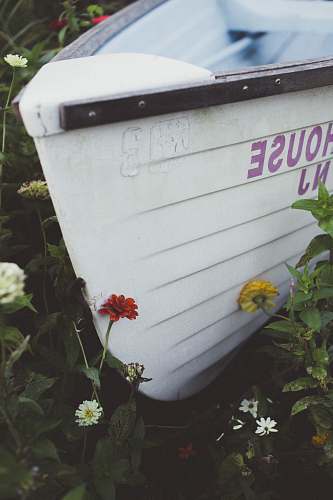 boat flowers around white boat flower