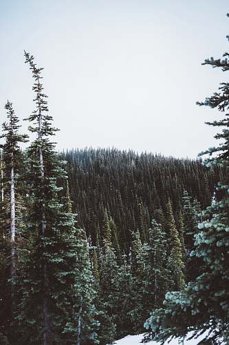 tree forest during daytime hurricane ridge