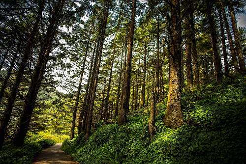 green forest tree
