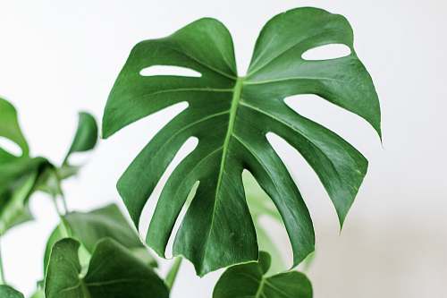 leaf gree leafed plant in focus photography green