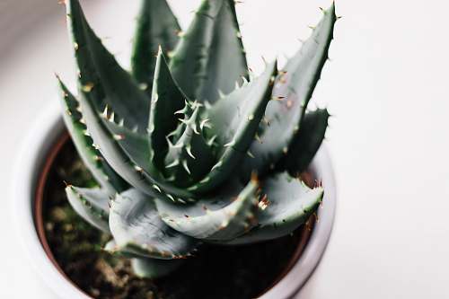 flora green aloe vera photo aloe