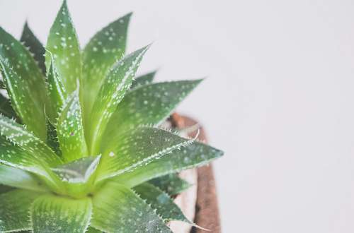 aloe green Aloe vera plant cabinet