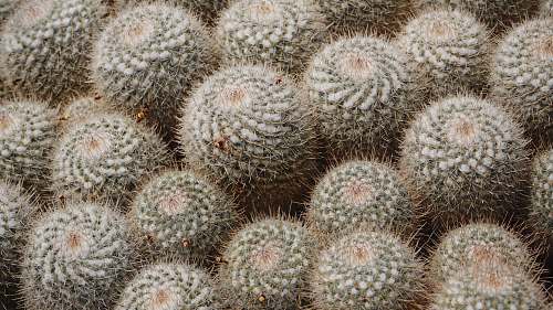 cactus green cactus animal