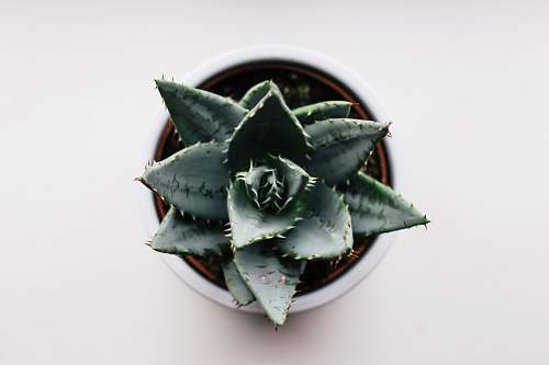 aloe green cactus on brown pot flora