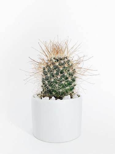 succulent green cactus plant in vase fort myers