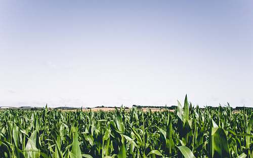 nature green corn plant field