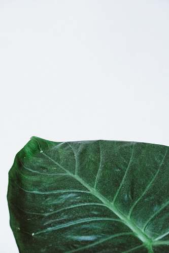food green leaf flora