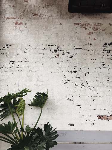 wall green leaf plants green
