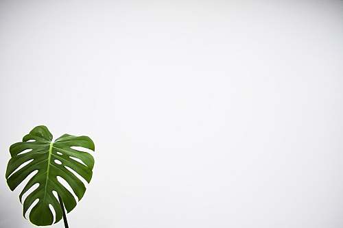 flora green leaf with white background fern