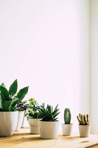 cactus green leafed plant flora