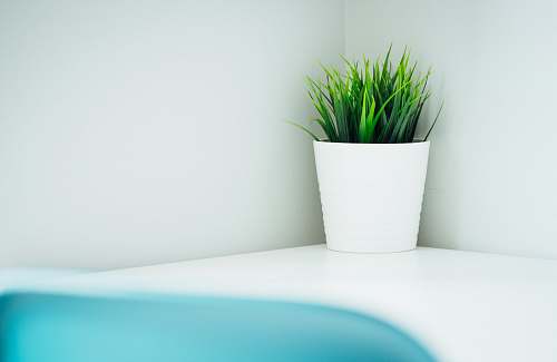 pot green leafed plant in white ceramic pot vase
