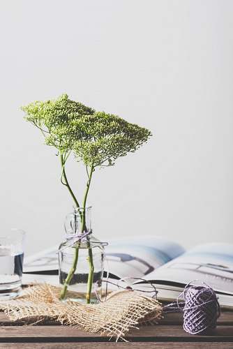 flower green leafed plant on glass vase interior