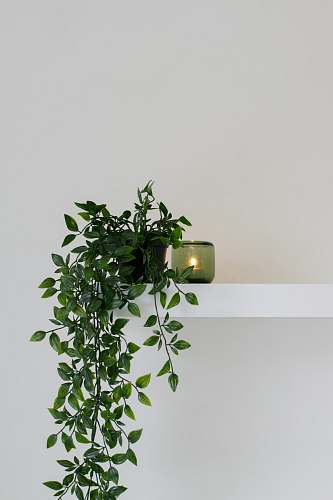 flora green leafed plant place on floating shelf home
