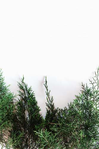 tree green-leafed plant conifer