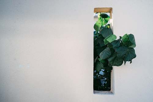 flora green leafed tree peeps on window panel jar