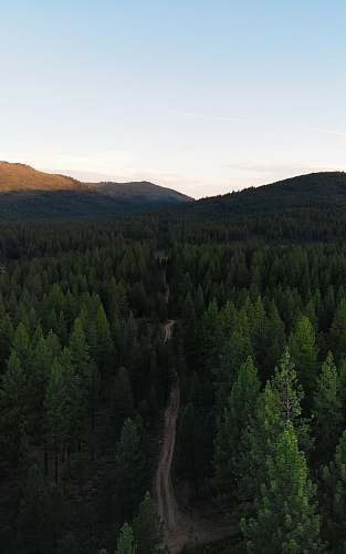 abies green-leafed trees tree