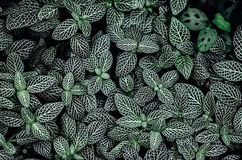 green green leaves nature