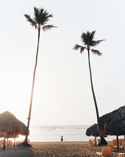 tree green palm trees on beach shore during daytime palm tree