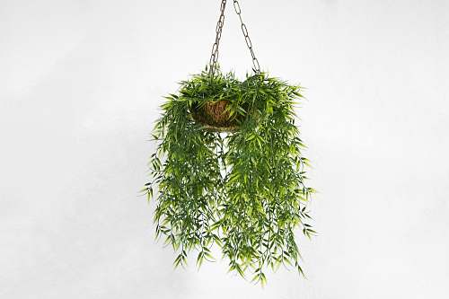 green green plant pot