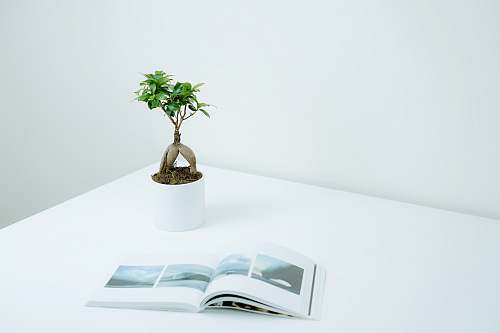 bonsai green plant in pot near book on table flora