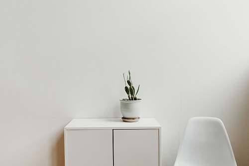 interior green plant on white cabinet cactus
