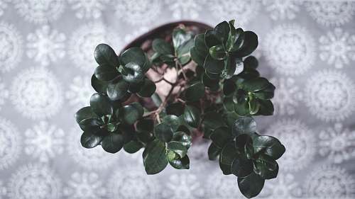 pot green plant leaves