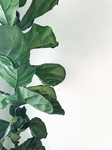 green green plants indie coffee roasters