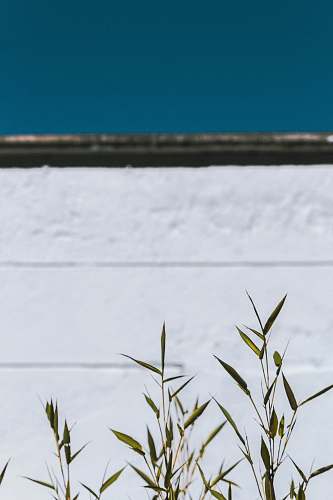 flora green plants near white wall grass