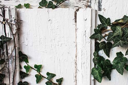 flora green plants on white wall ivy
