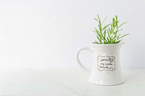 cup green potted plant cluj-napoca