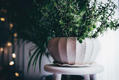 decoration green potted plant indoors