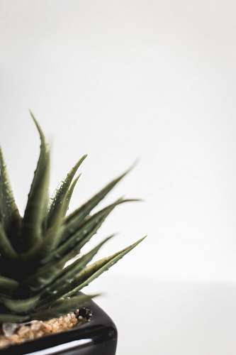 food green succulent plant aloe