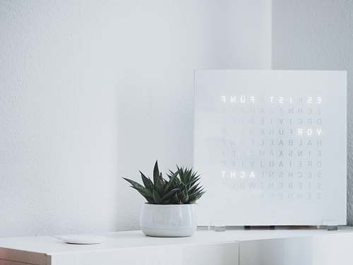 flora green succulent plant on white sideboard aloe