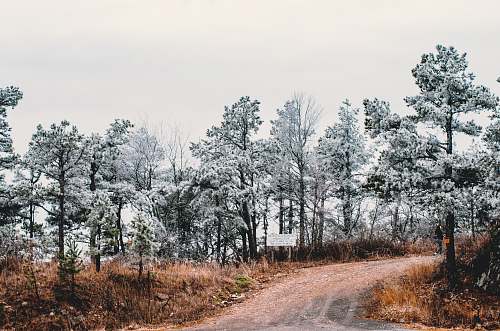 abies green trees under white sky fir