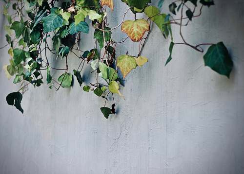 ivy green vine plant on concrete wall flora