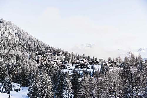 tree houses surrounded by pine trees in grayscale photography abies