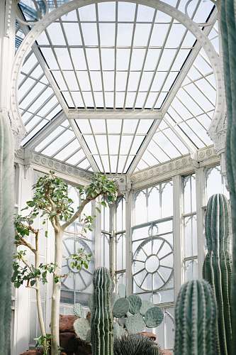 cactus indoor tree and cactus near windowpane flora