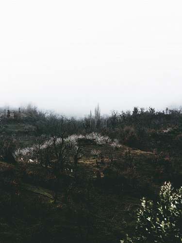 outdoors leafless trees tree