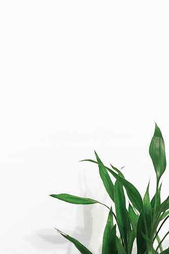 flora linear leaf plants near white wall green
