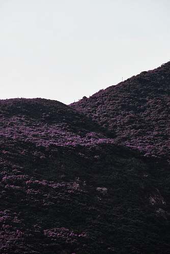 blossom low-angle photography of purple flowers in the mountain flower