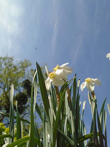 blossom low angle photography of white-and-yellow Narcissus flowers in bloom during daytime daffodil