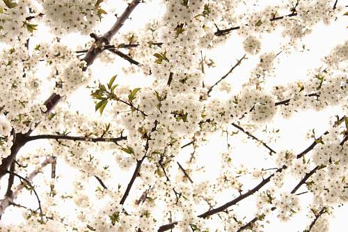 blossom low angle photography of white petaled flower flower