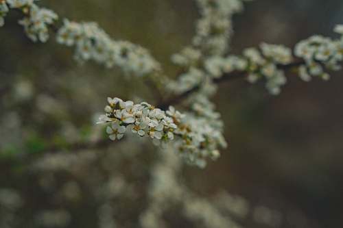 flower macro photography of white petaled flower blossom