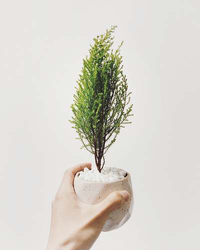 tree person holding vase of green leafed plant bonsai