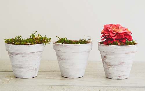 jar photo of white flowerpots flora