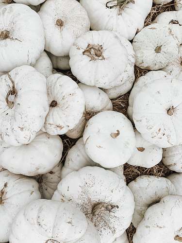 pumpkin pile of white squash vegetables food