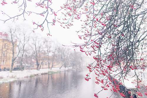 flower pink blossom tree blossom