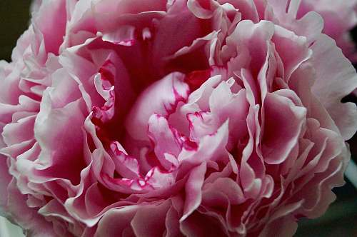 flower pink flower blossom