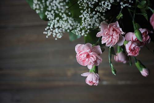 flower pink petaled flower blossom